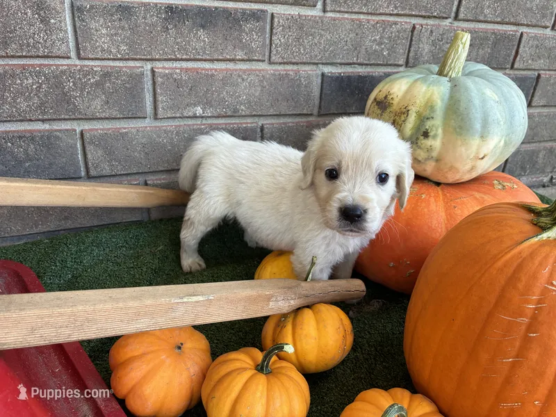Prince Charming  – Golden Retriever, English Cream Golden Retriever puppy for sale in Gillett, AR
