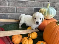 Prince Charming , a male Golden Retriever and English Cream Golden Retriever for sale in Gillett, AR – 5 of 7