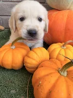 Beast, a male Golden Retriever and English Cream Golden Retriever for sale in Gillett, AR – 6 of 9