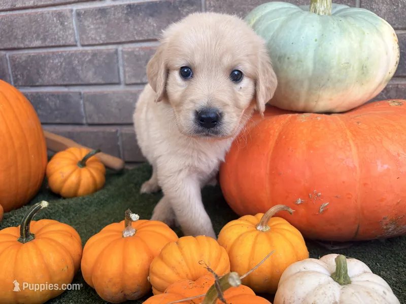 Kristoff – Golden Retriever puppy for sale in Gillett, AR