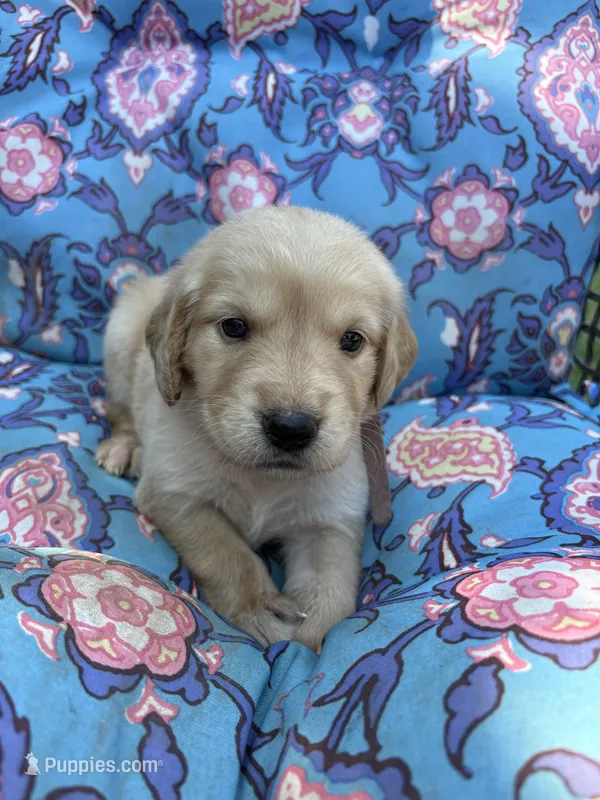Rapunzel – Golden Retriever puppy for sale in Gillett, AR