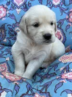 Beast, a male Golden Retriever and English Cream Golden Retriever for sale in Gillett, AR – 9 of 9