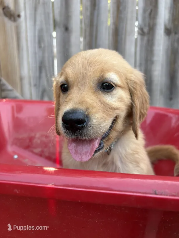 Jasmine – Golden Retriever puppy for sale in Gillett, AR