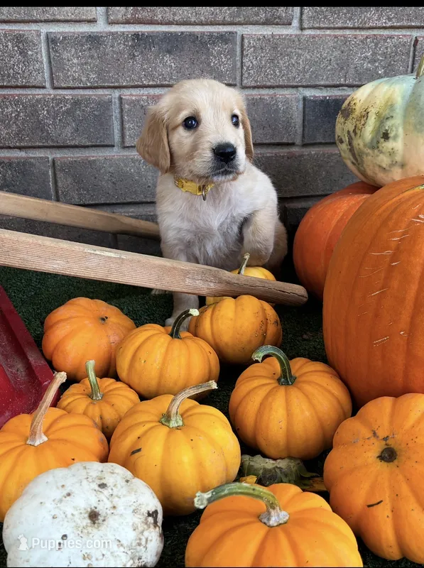 Belle – Golden Retriever puppy for sale in Gillett, AR