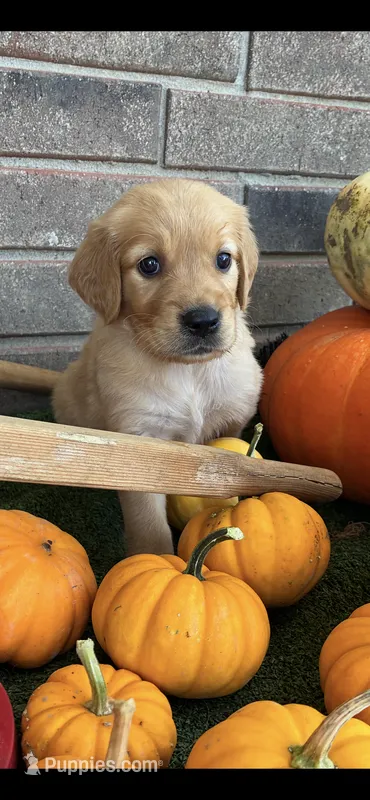 Jasmine – Golden Retriever puppy for sale in Gillett, AR