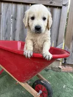 Prince Charming , a male Golden Retriever and English Cream Golden Retriever for sale in Gillett, AR – 4 of 7
