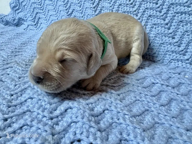 Prince Eric – Golden Retriever, English Cream Golden Retriever puppy for sale in Gillett, AR