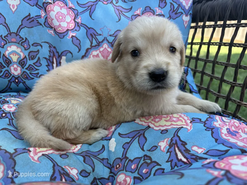Flynn Rider – Golden Retriever puppy for sale in Gillett, AR