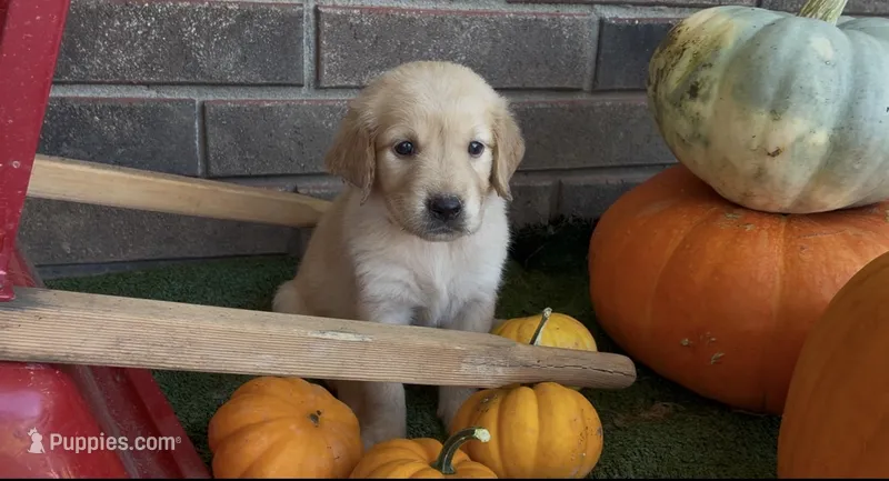 Rapunzel – Golden Retriever puppy for sale in Gillett, AR