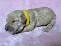 Belle, a male Golden Retriever and English Cream Golden Retriever for sale in Gillett, AR – 1 of 3