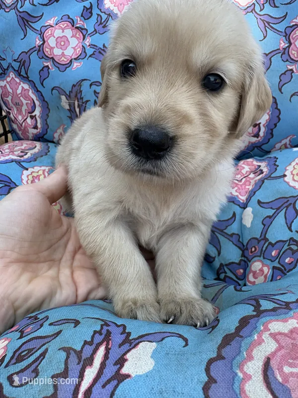 Aladdin – Golden Retriever puppy for sale in Gillett, AR