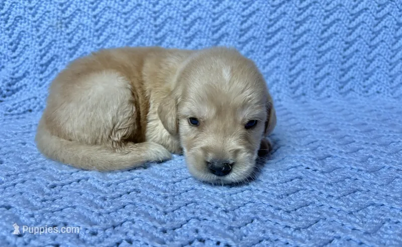 Flynn Rider – Golden Retriever puppy for sale in Gillett, AR