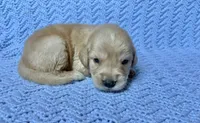 Flynn Rider, a male Golden Retriever for sale in Gillett, AR – 1 of 3