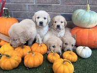 Prince Charming , a male Golden Retriever and English Cream Golden Retriever for sale in Gillett, AR – 6 of 7