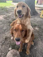 Jada Mae, a female Golden Retriever for sale in Gillett, AR – 2 of 3
