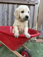 Prince Charming , a male Golden Retriever and English Cream Golden Retriever for sale in Gillett, AR – 3 of 7