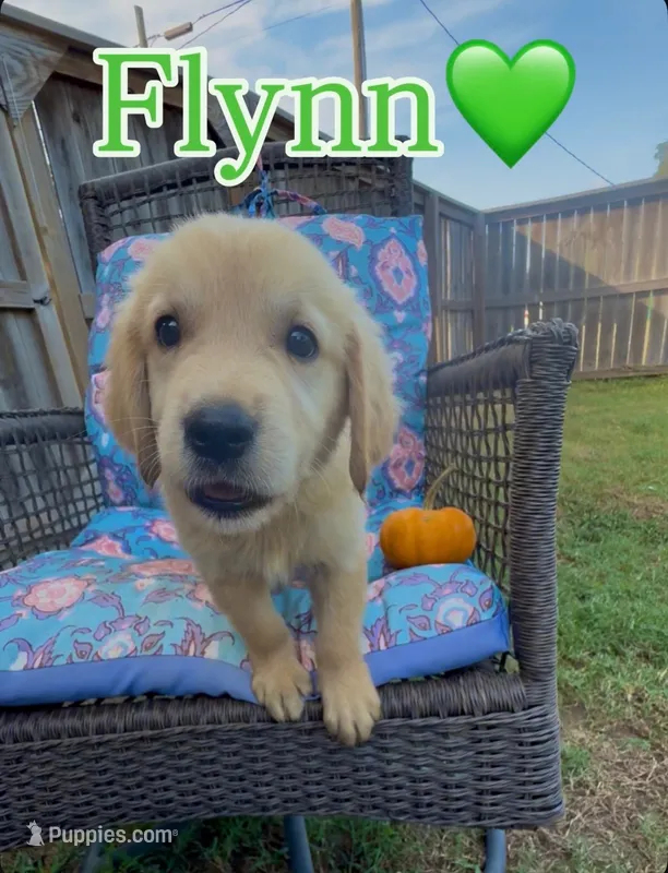 Flynn Rider – Golden Retriever puppy for sale in Gillett, AR