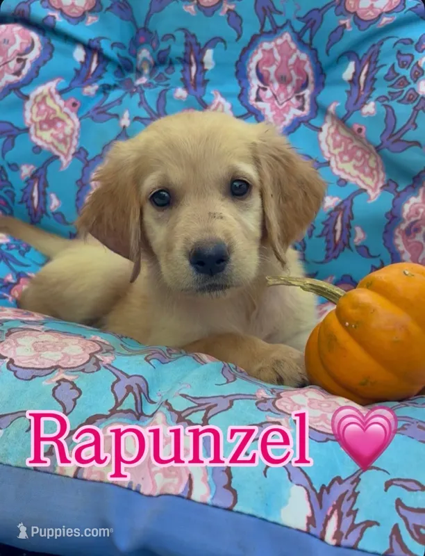 Rapunzel – Golden Retriever puppy for sale in Gillett, AR