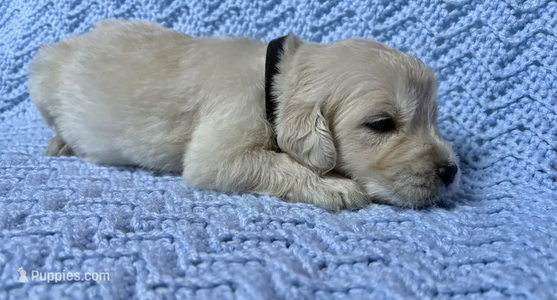 Prince Charming  – Golden Retriever, English Cream Golden Retriever puppy for sale in Gillett, AR
