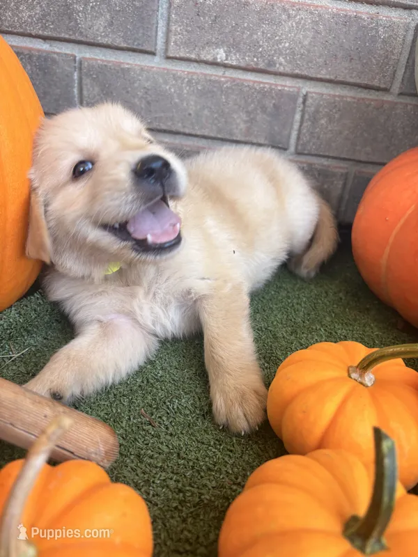 Flynn Rider – Golden Retriever puppy for sale in Gillett, AR