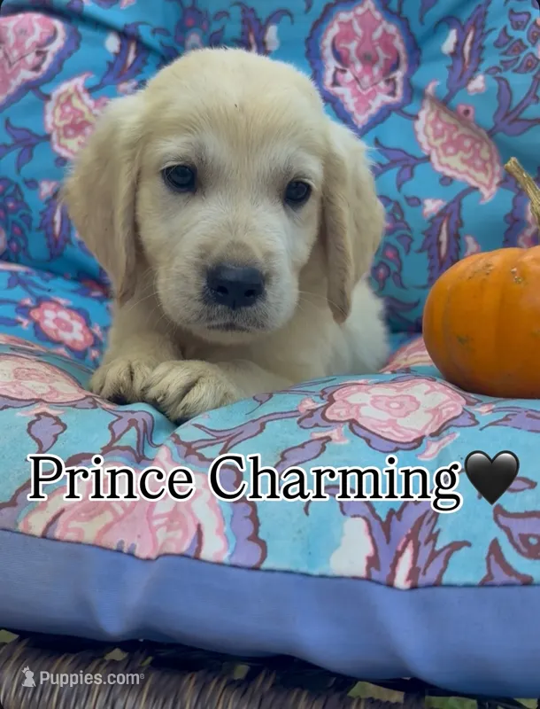 Prince Charming  – Golden Retriever, English Cream Golden Retriever puppy for sale in Gillett, AR