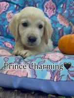 Prince Charming , a male Golden Retriever and English Cream Golden Retriever for sale in Gillett, AR – 1 of 7