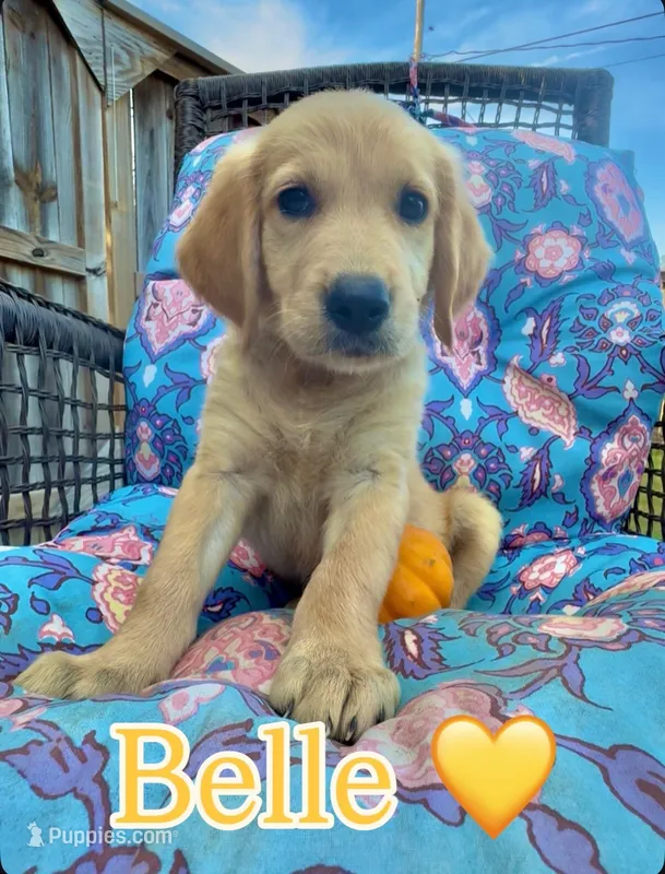 Belle – Golden Retriever puppy for sale in Gillett, AR