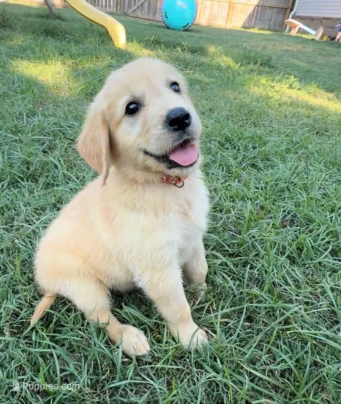 Aladdin – Golden Retriever puppy for sale in Gillett, AR