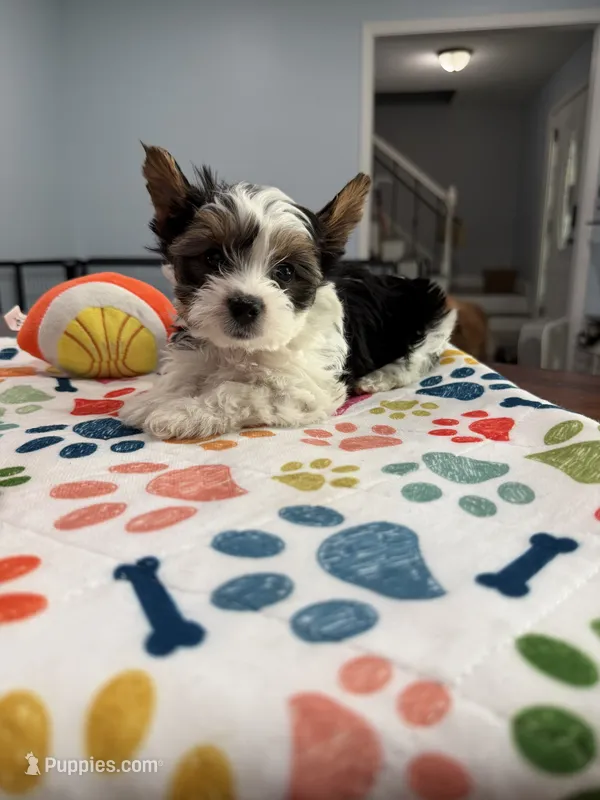 Boy 1 – Biewer puppy for sale in Summerville, SC