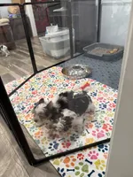 Boy 2, a male Yorkshire Terrier and Biewer for sale in Summerville, SC – 7 of 9