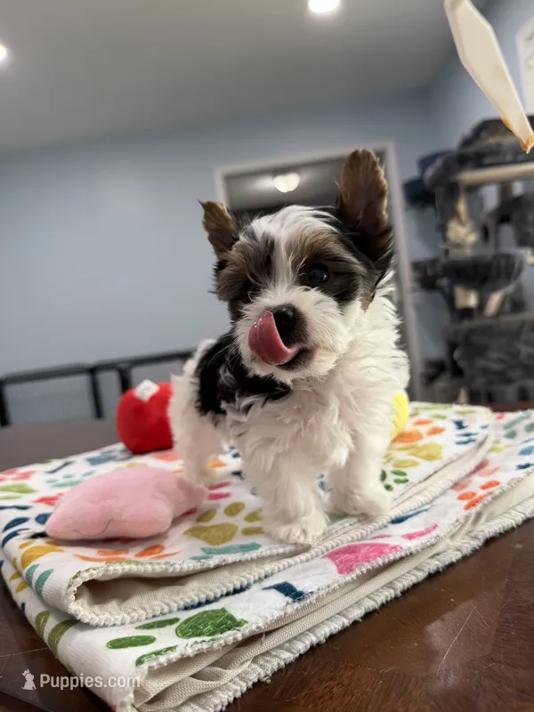 Boy 2 – Yorkshire Terrier, Biewer puppy for sale in Summerville, SC