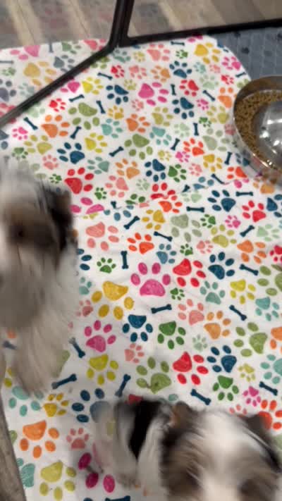 Boy 1, a male Yorkshire Terrier and Biewer for sale in Summerville, SC – 10 of 10