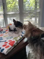 Boy 1, a male Biewer for sale in Summerville, SC – 2 of 7