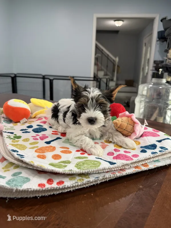 Boy 1 – Biewer puppy for sale in Summerville, SC