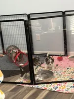 Boy 2, a male Biewer for sale in Summerville, SC – 4 of 5