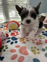 Boy 1, a male Biewer for sale in Summerville, SC – 3 of 7