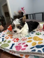 Boy 1, a male Biewer for sale in Summerville, SC – 5 of 7