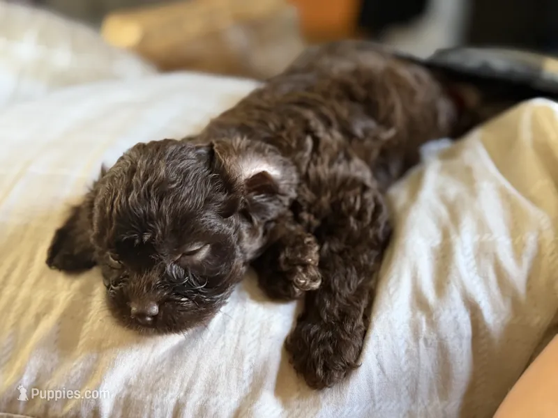 Trip – Cavapoo puppy for sale in DeRidder, LA