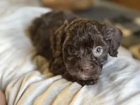 Copper, a male Cavapoo for sale in DeRidder, LA – 3 of 3