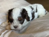 Bentley , a male Cavapoo for sale in DeRidder, LA – 2 of 4
