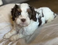 Bentley , a male Cavapoo for sale in DeRidder, LA – 4 of 4