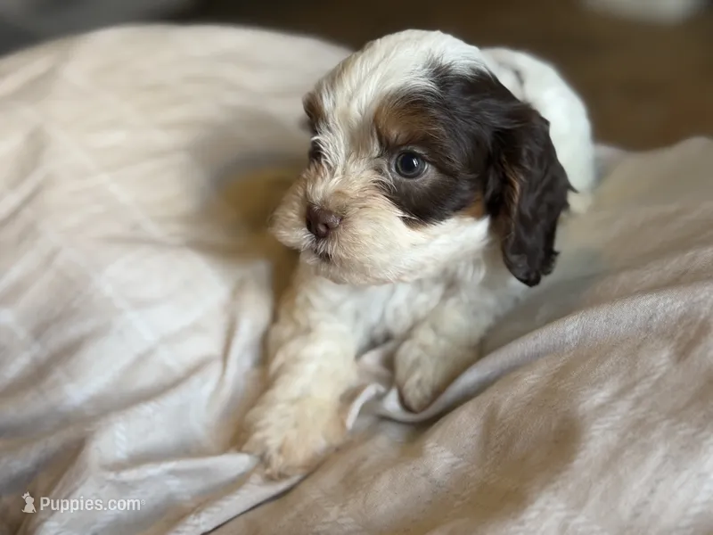 Bentley  – Cavapoo puppy for sale in DeRidder, LA