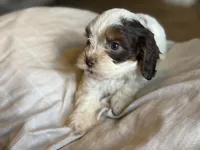 Bentley , a male Cavapoo for sale in DeRidder, LA – 1 of 4