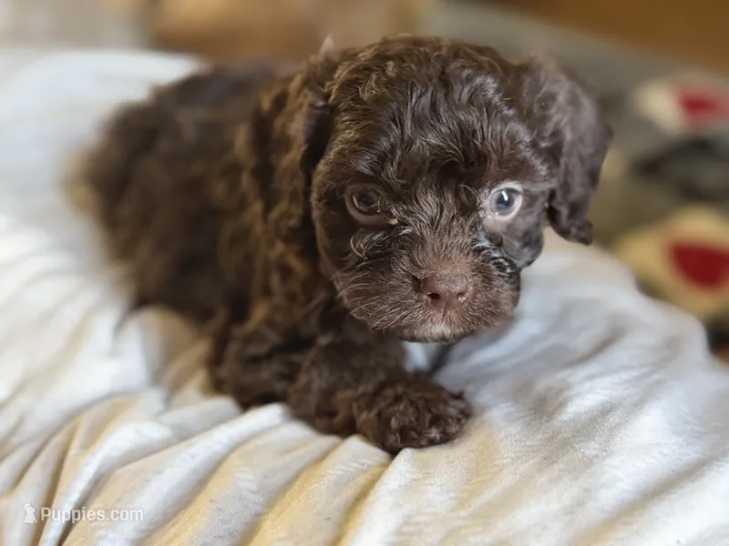 Copper – Cavapoo puppy for sale in DeRidder, LA