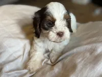 Bentley , a male Cavapoo for sale in DeRidder, LA – 3 of 4