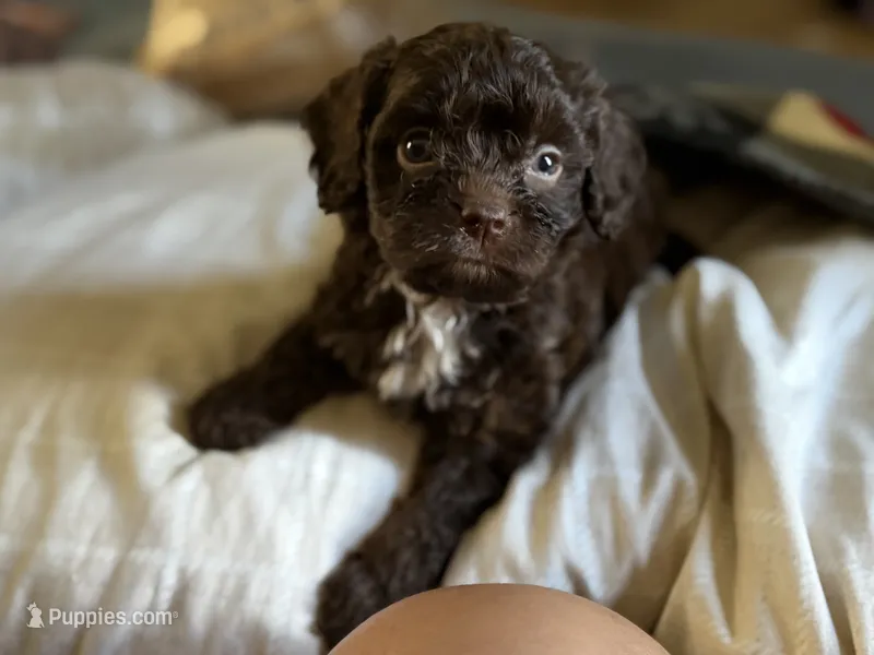 Trip – Cavapoo puppy for sale in DeRidder, LA