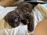 Trip, a male Cavapoo for sale in DeRidder, LA – 2 of 3