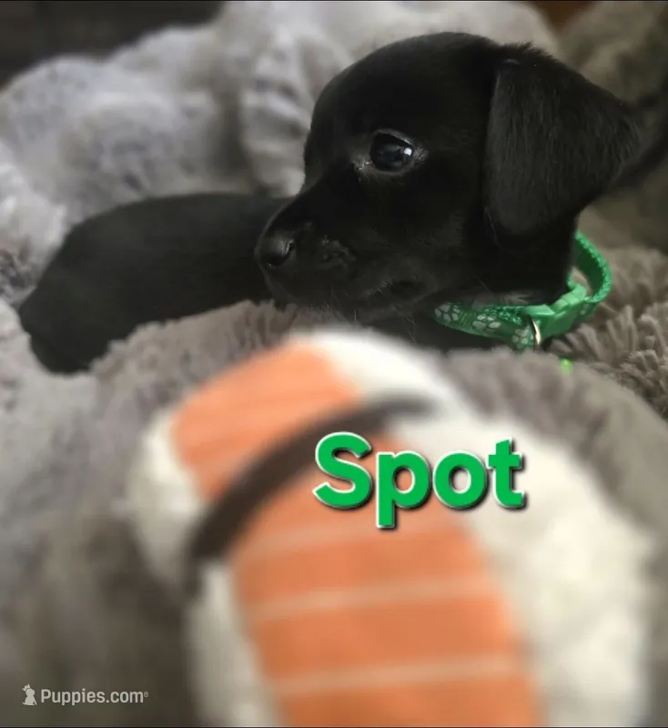 Spot – Xoloitzcuintli, Miniature Dachshund puppy for sale in Porterville, CA