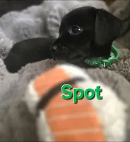 Spot, a male Xoloitzcuintli and Miniature Dachshund for sale in Porterville, CA – 1 of 3