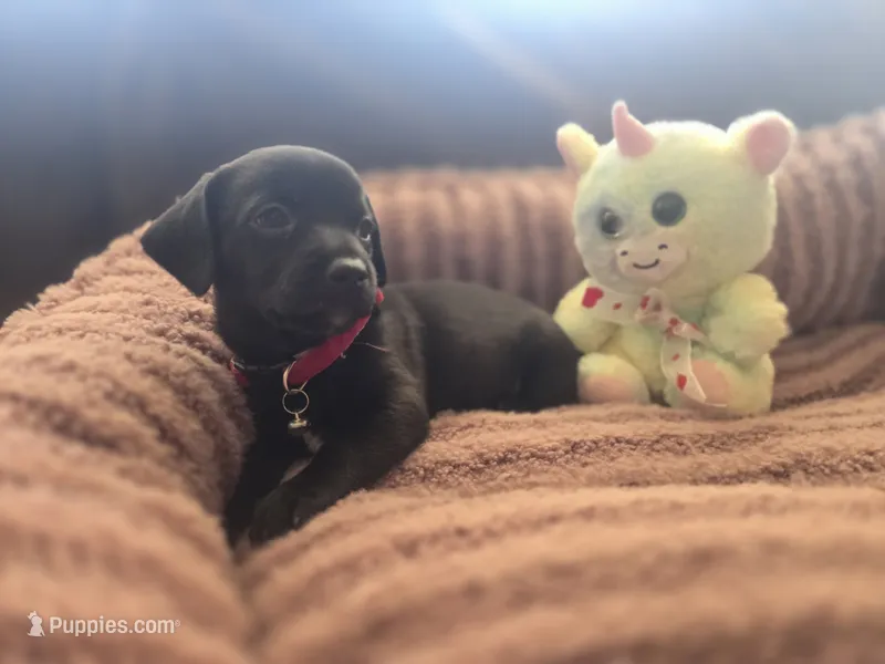 Bear  – Xoloitzcuintli, Miniature Dachshund puppy on hold in Porterville, CA